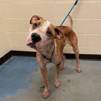 Darlin -  Mixed Breed Dog for Adoption in Memphis, Tennessee - Darlin | PetCurious