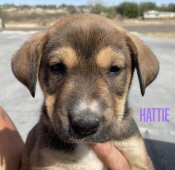 Hattie -  German Shepherd Dog and Labrador Retriever Dog Available for Adoption in Amarillo, Texas - Hattie | PetCurious