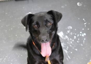 Rescue Labrador Retriever and Mixed Breed Dogs for Adoption in Picayune, Mississippi - Liza | PetCurious