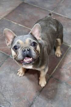 Punkin -  French Bulldog Dog for Adoption in Tucson, Arizona - Punkin | PetCurious