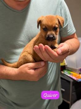 Quiver -  Labrador Retriever Dog for Adoption in Clarksburg, Ontario - Quiver | PetCurious