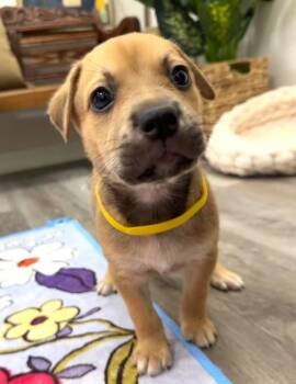 Pit Bull Terrier and Labrador Retriever Dogs Available for Adoption in Friendswood, Texas - Biscuit April Showers | PetCurious