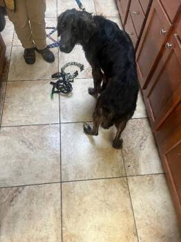 Warsaw -  Mixed Breed Dog for Adoption in Cincinnati, Ohio - Warsaw | PetCurious