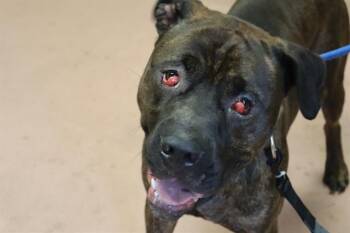 THOR -  Mixed Breed Dog for Adoption in Columbia, South Carolina - THOR | PetCurious