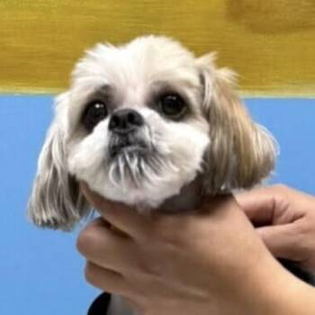 Shih Tzu and Mixed Breed Dogs Available for Adoption in New York, New York - Oso | PetCurious