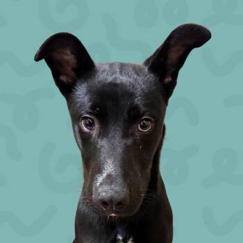 Samson -  Black Labrador Retriever Dog for Adoption in Reno, Nevada - Samson | PetCurious