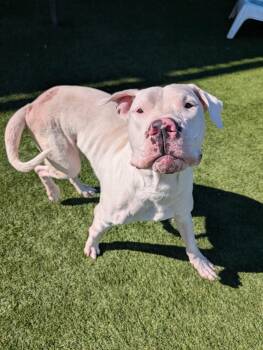 Rescue Pit Bull Terrier Dogs for Adoption in Eagle, Idaho - Luther **Courtesy Post. Out Of Town Pet. See Below For Details** | PetCurious