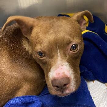 Allspice Clove -  Mixed Breed Dog for Adoption in Charleston, West Virginia - Allspice Clove | PetCurious