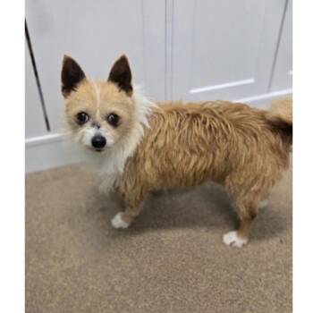 CHIP -  Terrier Dog for Adoption in Waterford, New Jersey - CHIP | PetCurious