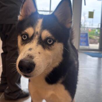YORK-Stray-16748 -  Husky Dog for Adoption in York, Pennsylvania - YORK-Stray-16748 | PetCurious