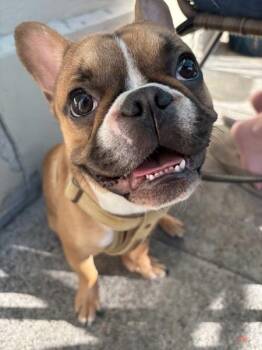 Frankie Says Relax -  French Bulldog Dog for Adoption in Vallejo, California - Frankie Says Relax | PetCurious