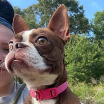 Reese -  Boston Terrier Dog for Adoption in Shelby, North Carolina - Reese | PetCurious