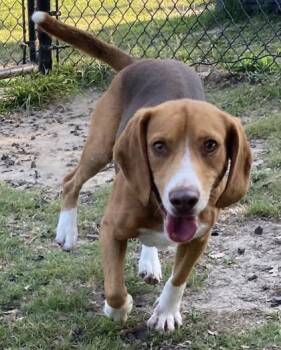 Mantis(HW+) -  Beagle and Mixed Breed Dog for Adoption in Conway, South Carolina - Mantis(HW+) | PetCurious