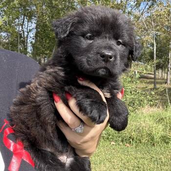 Yogi -  Golden Retriever and Black Labrador Retriever Dog for Adoption in Crosby, Texas - Yogi | PetCurious