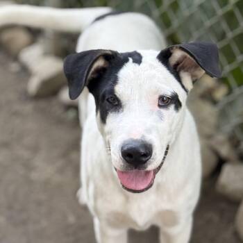 Max -  Australian Cattle Dog Blue Heeler and Labrador Retriever Dog for Adoption in Amarillo, Texas - Max | PetCurious