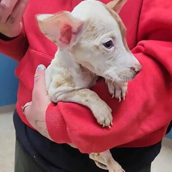 Mixed Breed Dogs Available for Adoption - Nan | PetCurious