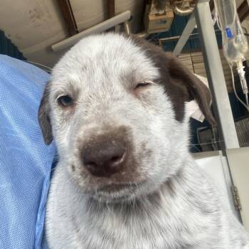 Taco -  Mixed Breed Dog for Adoption in Taos, New Mexico - Taco | PetCurious