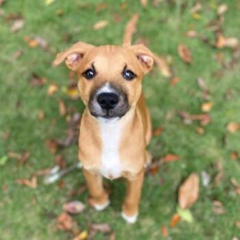 Ponzu -  Mixed Breed Dog for Adoption in Springboro, Ohio - Ponzu | PetCurious