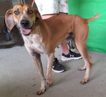Rescue Hound and Vizsla Dogs for Adoption in Wetumpka, Alabama - 250842 Cletus | PetCurious