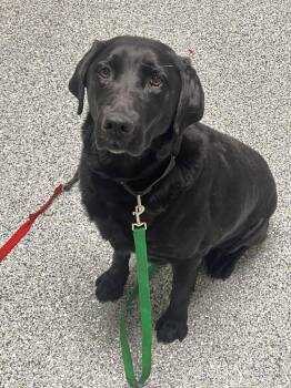 Nellie -  Black Labrador Retriever Dog for Adoption in Jackson, Michigan - Nellie | PetCurious