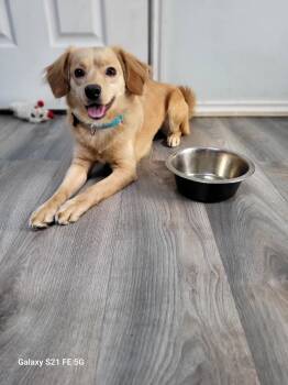 Rescue Chihuahua Dogs for Adoption in Bothell, Washington - Bear | PetCurious