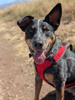 Maya -  Australian Shepherd Dog for Adoption in Santa Rosa, California - Maya | PetCurious