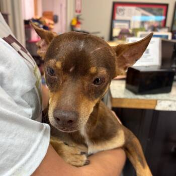Toby -  Chihuahua and Mixed Breed Dog for Adoption in Laredo, Texas - Toby | PetCurious