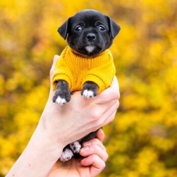 Rescue Terrier Dogs for Adoption in Durham, North Carolina - Sardine | PetCurious