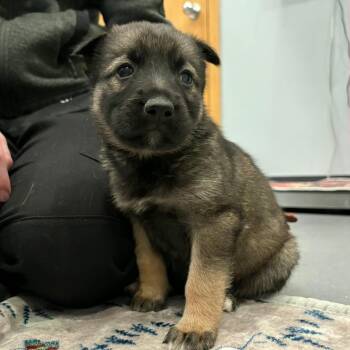 Rescue German Shepherd Dog and Mixed Breed Dogs for Adoption in Detroit, Michigan - Guy | PetCurious