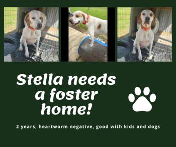 English Pointer Dogs Available for Adoption in Bridgeton, New Jersey - Needs Foster Stella (TX) | PetCurious