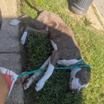 Rescue Terrier Dogs for Adoption in St. Louis, Missouri - Stemmy | PetCurious