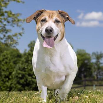Chief -  Mixed Breed Dog Available for Adoption in Franklin, Tennessee - Chief | PetCurious