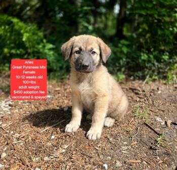 Great Pyrenees Dogs Available for Adoption in Oviedo, Florida - Aries | PetCurious