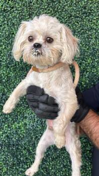 Shih Tzu and Mixed Breed Dogs Available for Adoption in El Paso, Texas - 60962075 | PetCurious