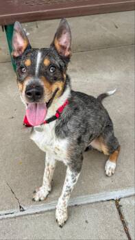Blue -  Catahoula Leopard Dog and Coonhound Dog for Adoption in Golden, Colorado - Blue | PetCurious
