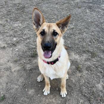 Juliana -  German Shepherd Dog Dog for Adoption in Ojai, California - Juliana | PetCurious