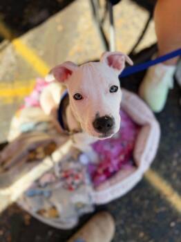 Otis -  Pit Bull Terrier Dog for Adoption in Seville, Ohio - Otis | PetCurious