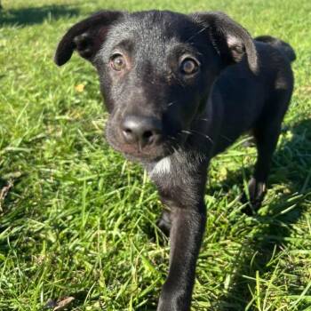 Riptide -  Australian Shepherd Dog for Adoption in Monticello, Iowa - Riptide | PetCurious