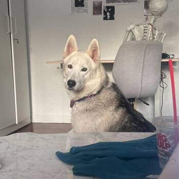 Rescue Husky Dogs for Adoption in Burbank, California - Lunabear | PetCurious