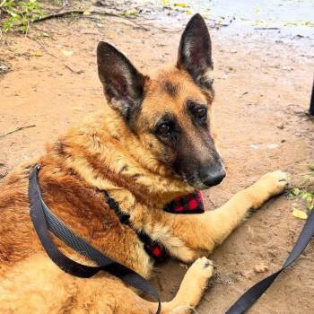 Rescue German Shepherd Dog Dogs for Adoption in Columbia, South Carolina - Barefoot Contessa | PetCurious