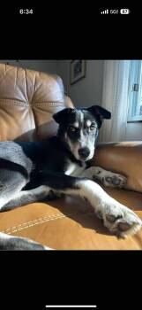 Rescue Border Collie Dogs for Adoption in New Berlin, Wisconsin - SULLY H.   $425 | PetCurious