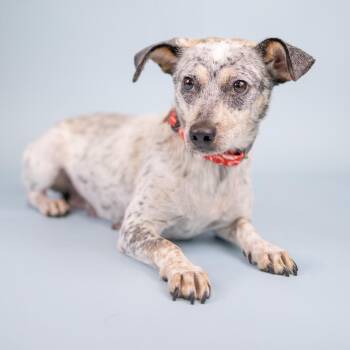Quill -  Cattle Dog Dog for Adoption in Portland, Oregon - Quill | PetCurious