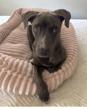 Benita -  Weimaraner and American Staffordshire Terrier Dog for Adoption in San Juan Capistrano, California - Benita | PetCurious