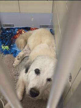 Great Pyrenees Dogs Available for Adoption in Quinlan, Texas - Annie Mae HTX | PetCurious