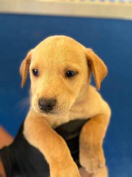 A256515 -  Labrador Retriever and Mixed Breed Dog for Adoption in Visalia, California - A256515 | PetCurious