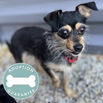 Buttercup -  Mixed Breed Dog for Adoption in Janesville, Wisconsin - Buttercup | PetCurious