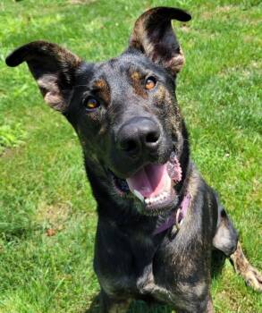 Rambo -  German Shepherd Dog Dog for Adoption in Lisbon, Ohio - Rambo | PetCurious