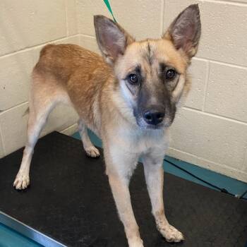 BEBE -  Mixed Breed Dog for Adoption in Memphis, Tennessee - BEBE | PetCurious