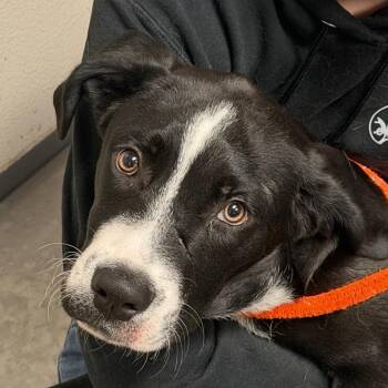 Woody -  Pit Bull Terrier Dog for Adoption in Yuma, Arizona - Woody | PetCurious