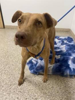 Butter -  Mixed Breed Dog for Adoption in Vancouver, Washington - Butter | PetCurious